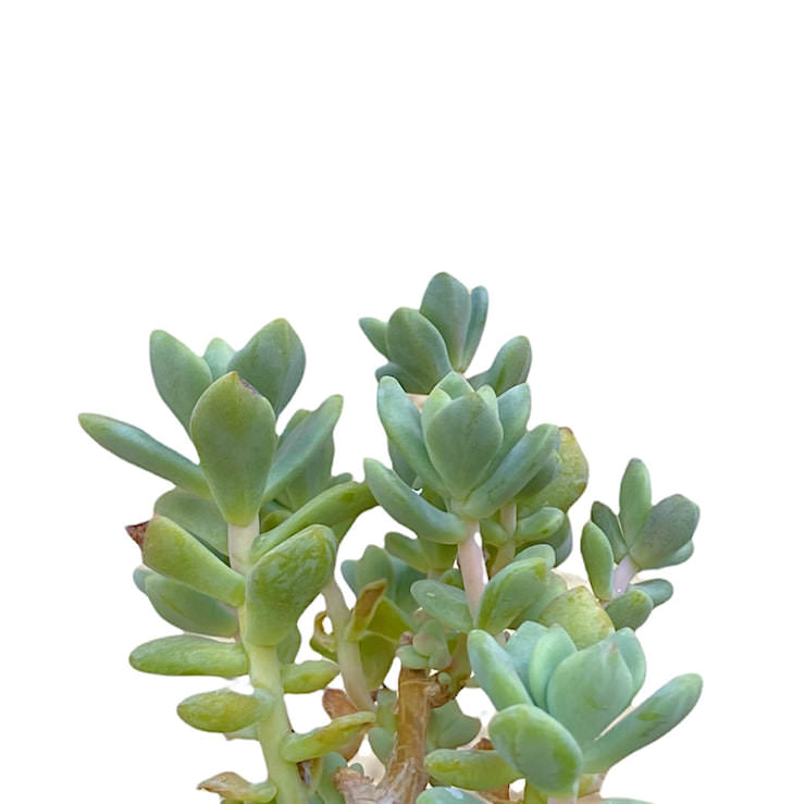 Sedum macdougallii
